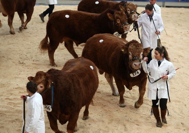 United Auctions’ Stirling Bull Sales