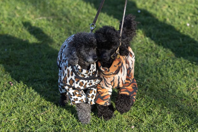 Crufts Dog Show – Day One