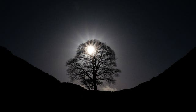 Sycamore Gap tree felled court case