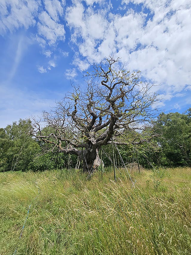The Major Oak tree in Sherwood Forest, Nottinghamshire