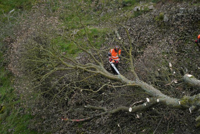 The felled tree is removed