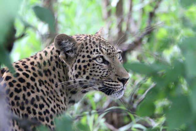 A leopard, which features on the WWF's list of 10 endangered species facing extinction due to illegal trade