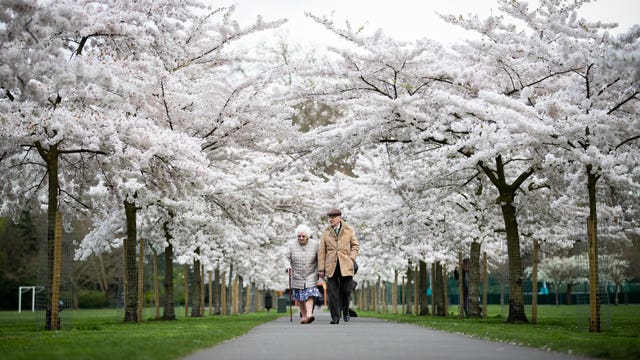 An elderly couple walk down a path lined with blossoms in Battersea Park, London