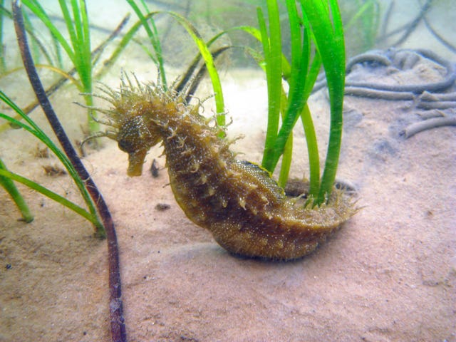 New marine conservation areas announced