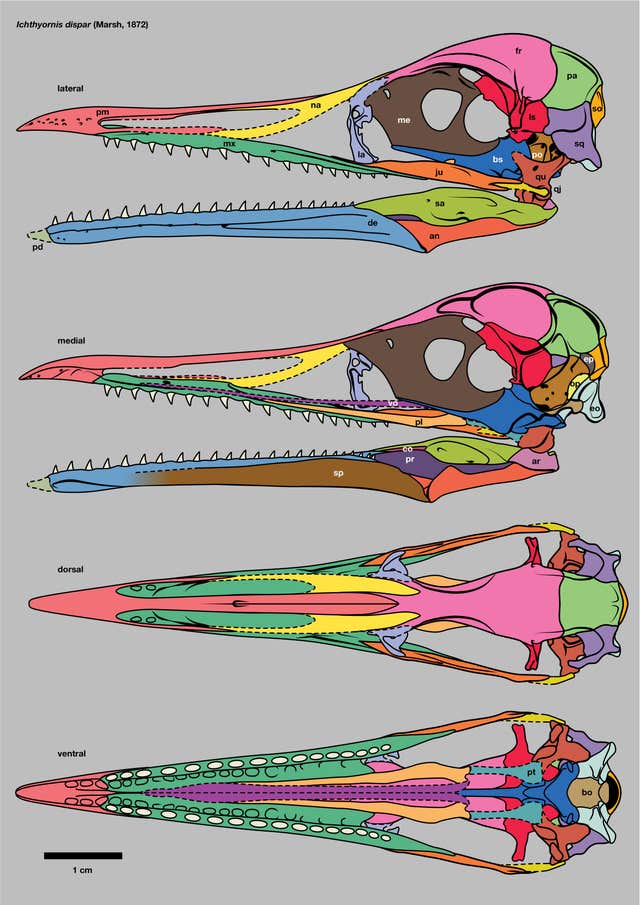 3D fossil of Ichthyornis dispar