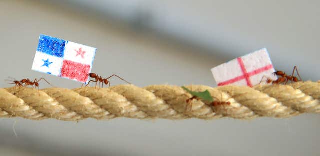 Leaf cutter ants predict England outcome