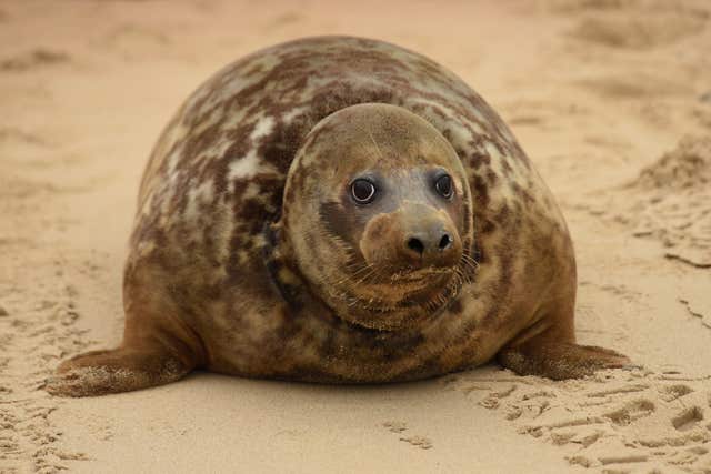 Grey seal