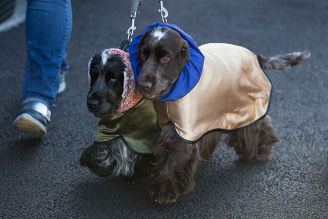 Crufts Dog Show – Day One