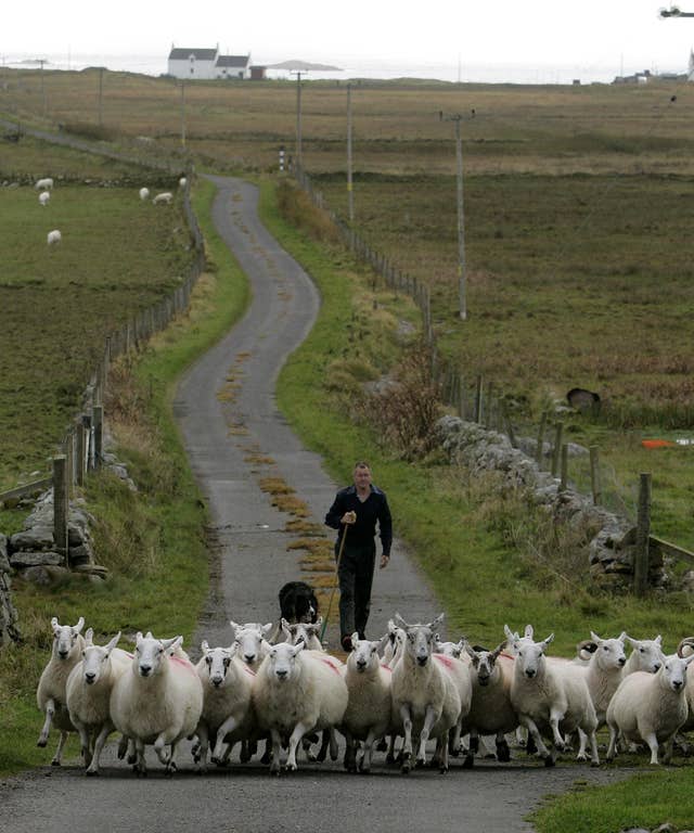 Sheep Farming – Isle of Tiree
