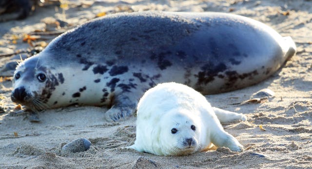 The seal population of the Farnes has increased (Owen Humphreys/PA)
