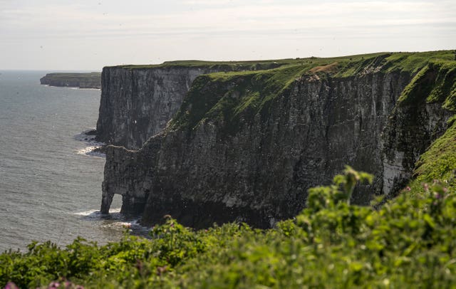 Seabirds at Bempton Cliffs