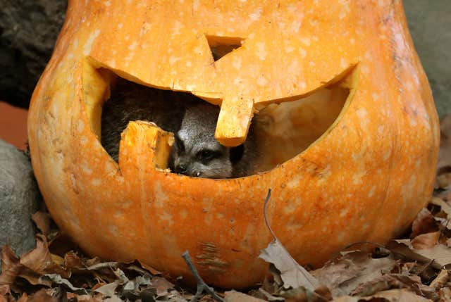 Meerkats with a carved pumpkin at Blair Drummond Safari Park