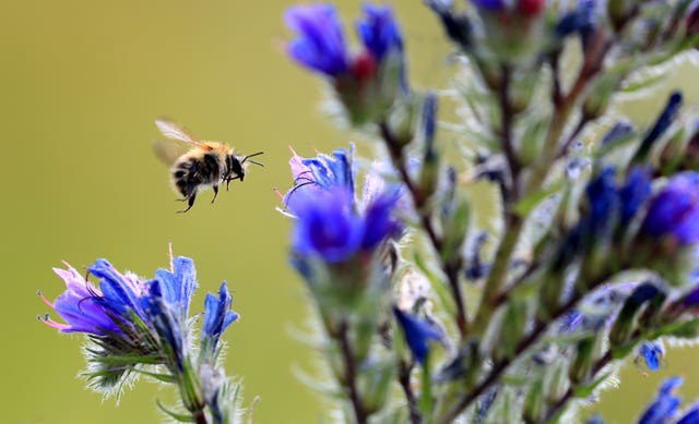 Bees