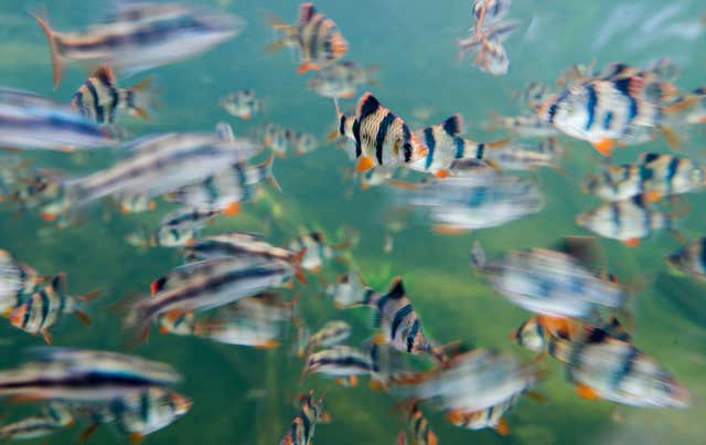 Tiger barb fish swim in an aquarium