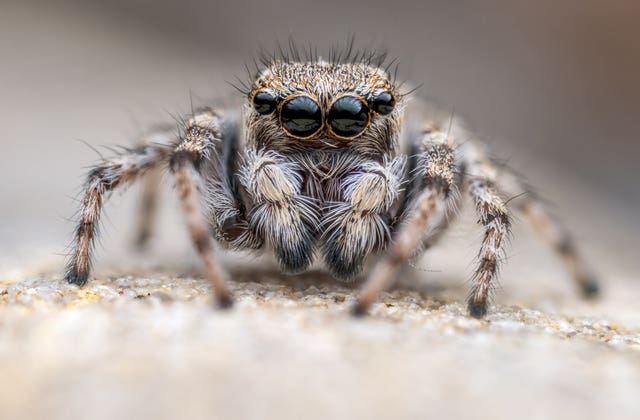 The critically endangered distinguished jumping spider