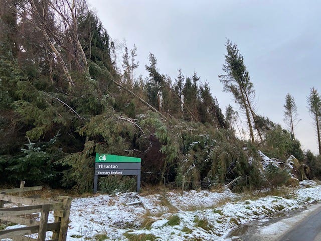 Fallen trees