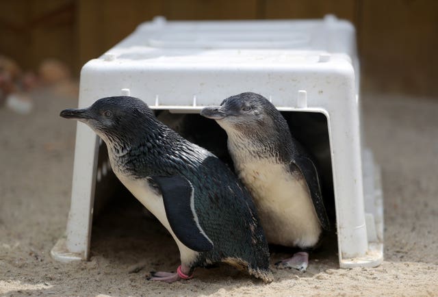 After their long journey from Australia, the fairy penguins are settling into their new surroundings (Andrew Matthews/PA) 
