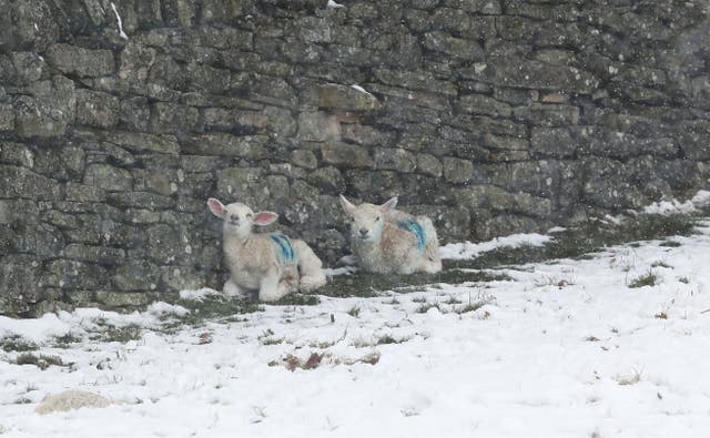 While lambs in Allendale proved they weren't too young to work out where the best shelter could be found (Owen Humphreys/PA)
