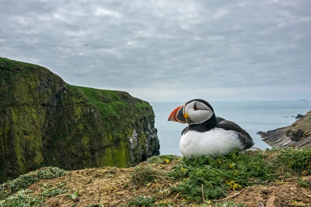 Atlantic Puffin