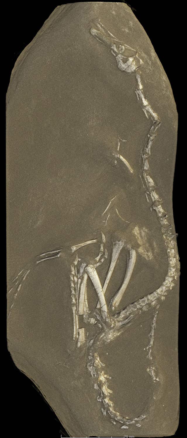 Halszkaraptor escuilliei