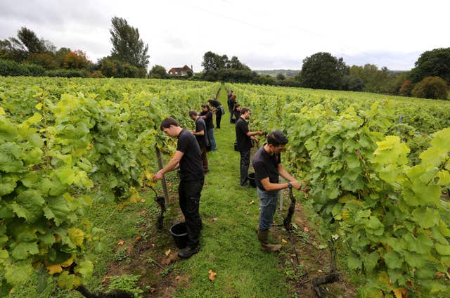 Winemakers hopeful for harvest