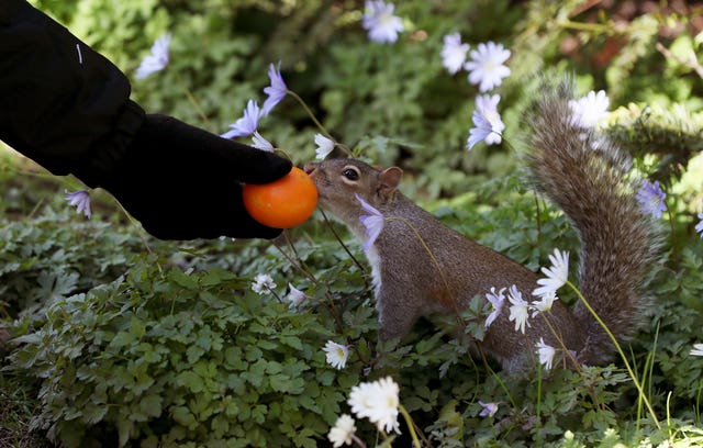 A woman offers a piece of fruit to a squirrel in Dublin's Botanic Gardens