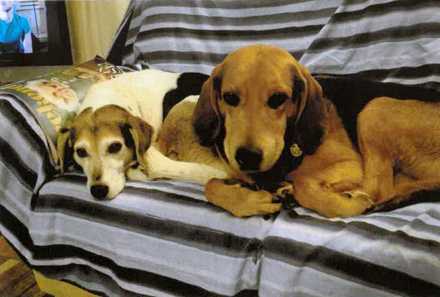 The two dogs that belonged to Peter Wrighton (Norfolk Police/PA)