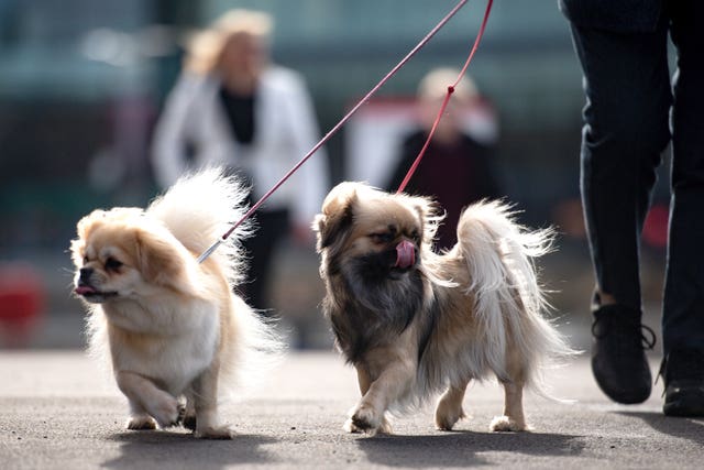 Dogs