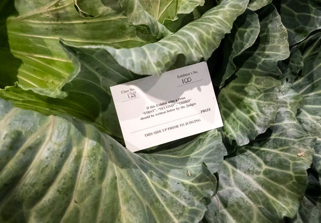 Harrogate Autumn Flower Show giant vegetable competition