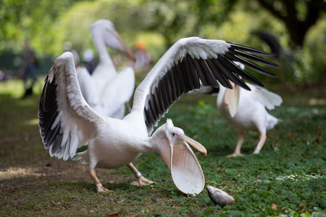 Pelicans at St James’s Park