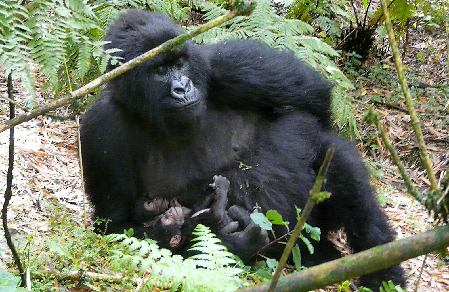 Foreign tourists involved in Prospective kidnapping in Virunga National Park Foreign tourists involved in Prospective kidnapping in Virunga National Park