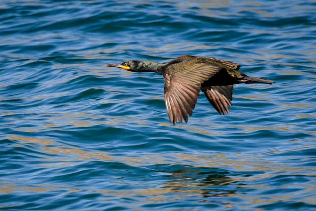 Lundy seabird populations soar