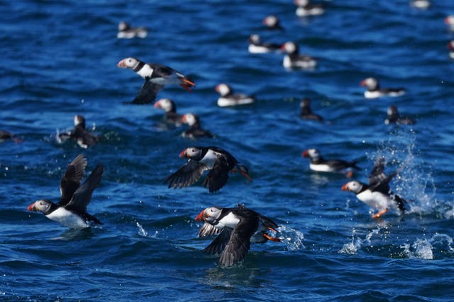 Puffins on the Farne Islands