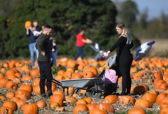 Undley Pumpkin Patch