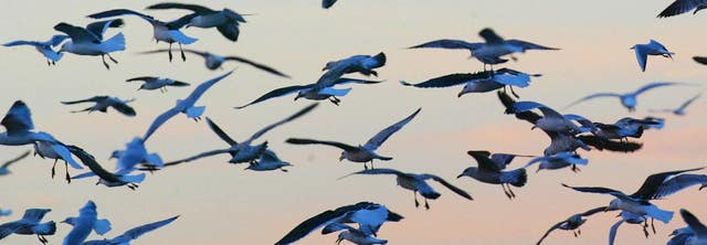 A flock of seagulls swoops low over Portsmouth Harbour (Chris Ison/PA)