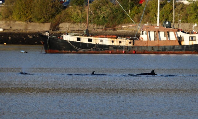 Bottlenose whales in the Clyde