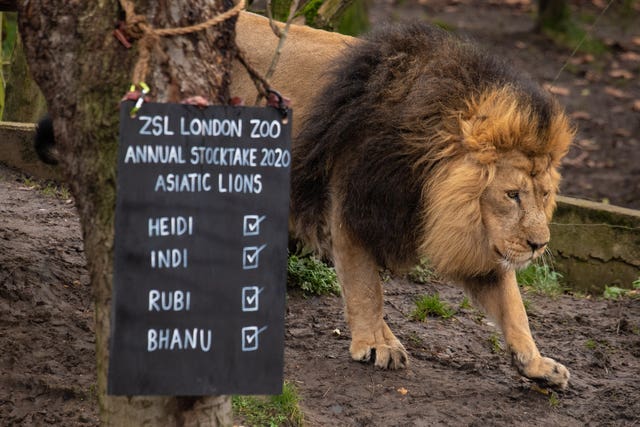Asiatic Lion Bhanu walks past a blackboard during the stock-take