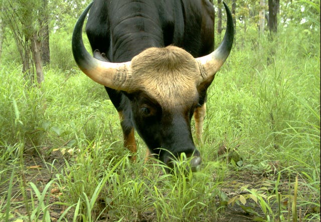 A gaur, a species of cattle which features on the WWF's list of 10 endangered species facing extinction due to illegal trade