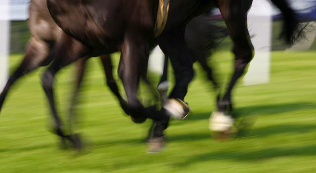 Horses