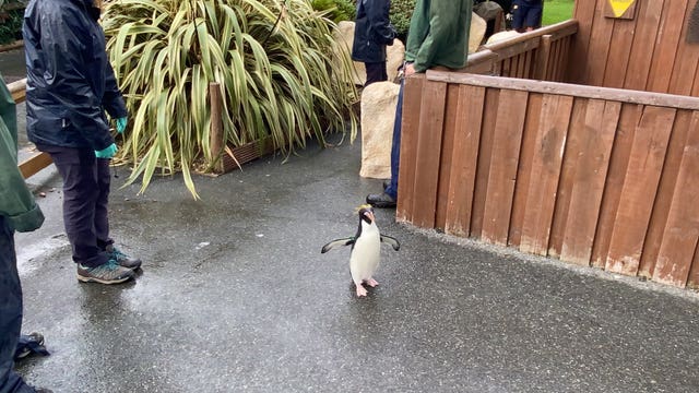 Macaroni penguins find new home