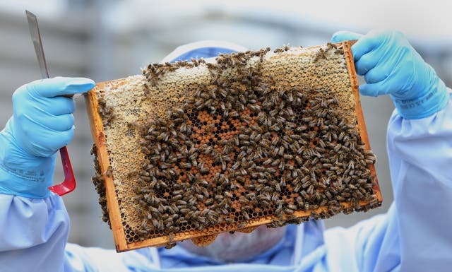 Bee stock