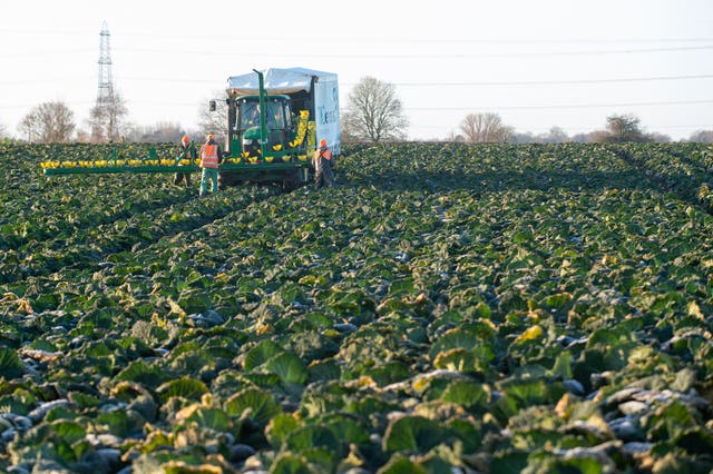 Vegetable harvest