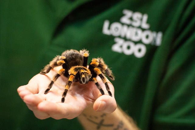 A zookeeper holds a Mexican Red Kneed Spi