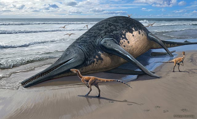 Ichthyosaur may be the largest known marine reptile