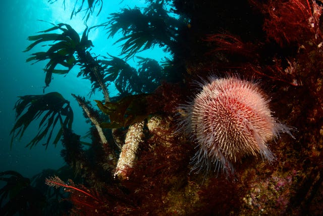 European edible sea urchin and kelps in Aberdeenshire
