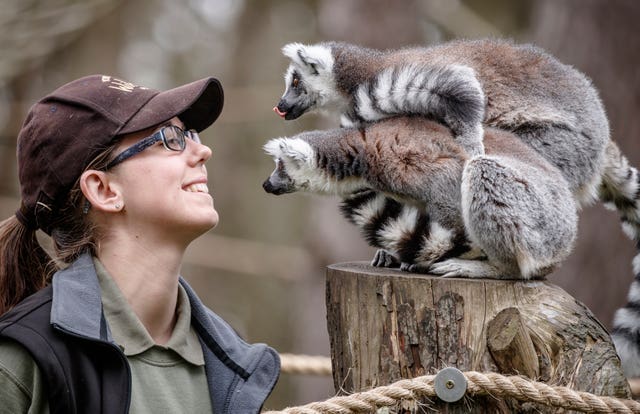 Lemurs