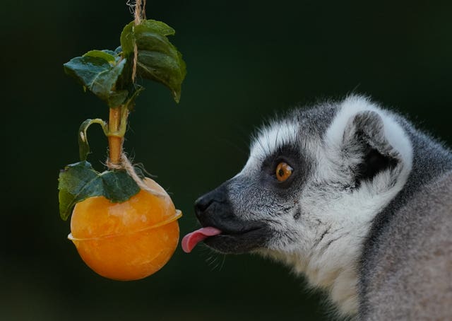 World Lemur Day