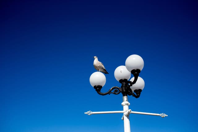 A bird and a lamppost