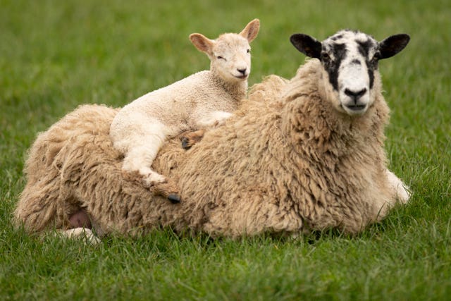Newborn lambs in Warwickshire