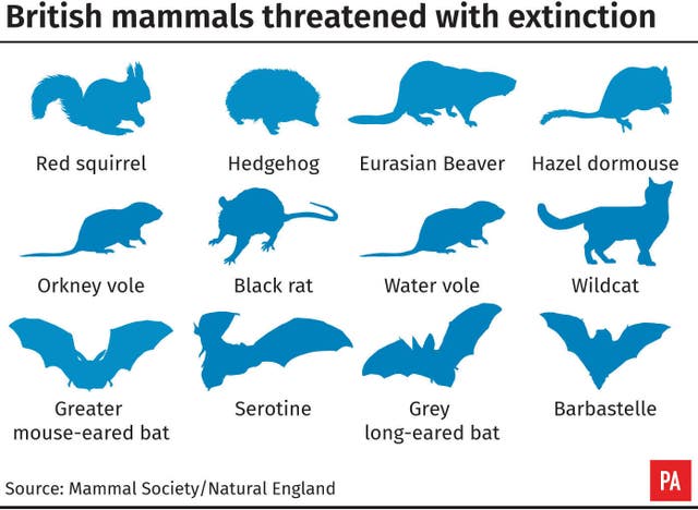 Mammals graphic